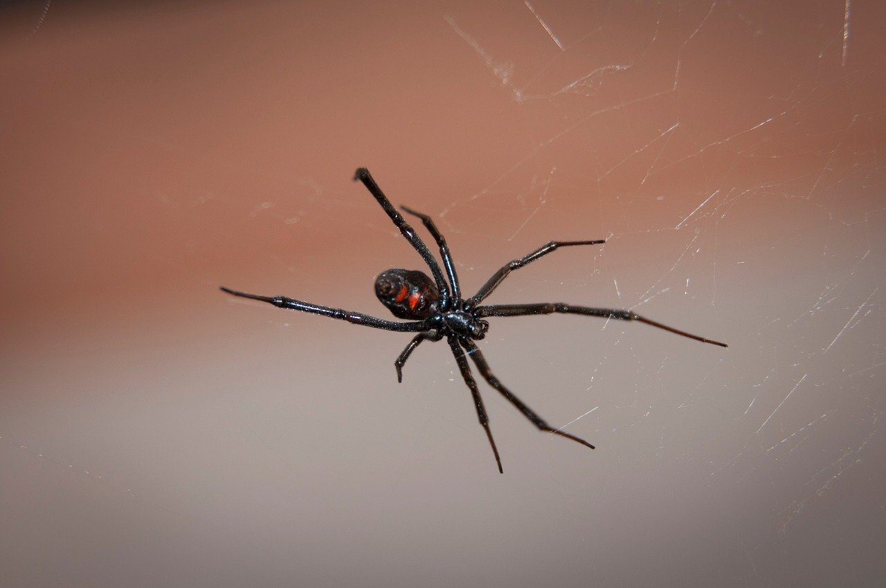 A black widow spider with a distinctive red hourglass marking on its abdomen hangs on a web. The background is blurred, highlighting the spider and its intricate web.