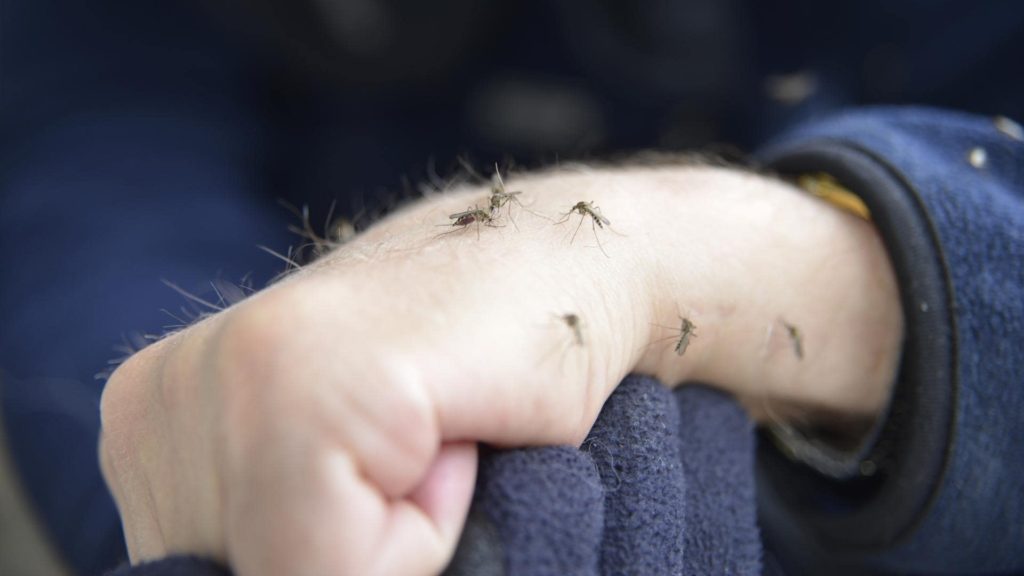 Close-up of a person's hand with several mosquitoes resting on it. The hand is wearing a blue sleeve, and the scene appears to be outdoors.