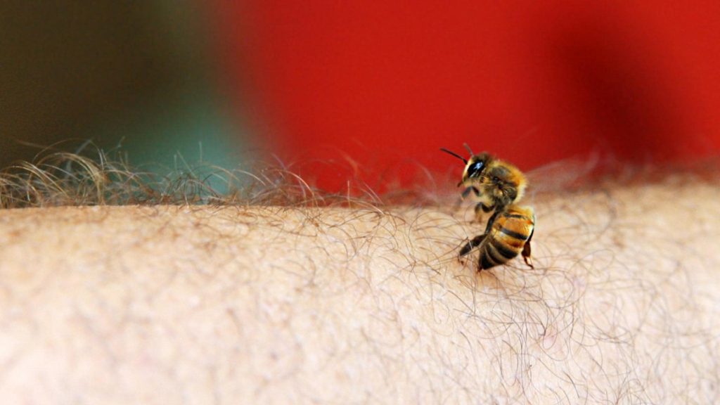 Close-up of a bee perched on a human arm with visible hair, against a blurred background.