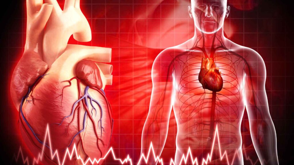 Illustration of a human heart and its anatomy, alongside a transparent human figure showing the circulatory system. The background features a red grid and a heartbeat line at the bottom, symbolizing cardiovascular health.